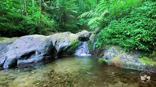 Relaxing Nature River Sounds | Gentle Flowing Water for Sleep and Meditation
