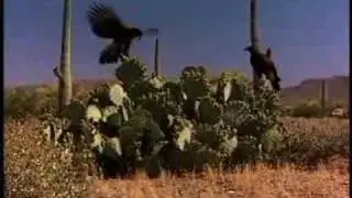 Hawk vs. Rabbit