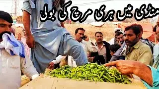 Vegetable Market Lahore Pakistan   Green chili's Rate | Sabzi Mandi Main Boli | Lahore Sabzi Mandi