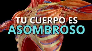 10 cosas que no sabías del cuerpo humano