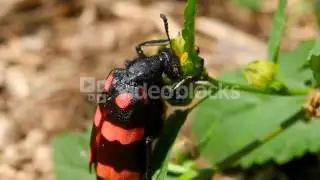 BIG BUG EATS MACRO H9HF 1SGE