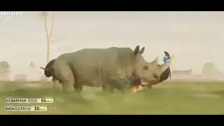 Animal speed comparison