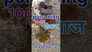 Food Poisoning in Bullock|बैल में फ़ूड पॉइज़निंग| #बैलगाडा #yashrajvetsamadhan