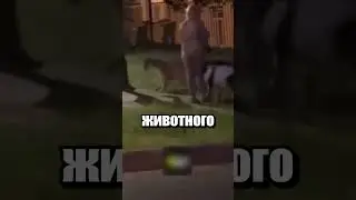 What is the proper way to walk a puma?