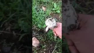 البحث عن الفطر /رحله صباحيه