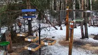 2025-01-15 -  Foothills Birds - PTZ Live Stream Bird Feeder Cam  [65+ Species]
