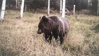 NALLEMETSÄ 2024 // BEAR FOREST 2024