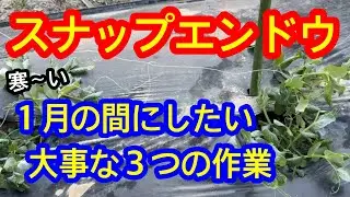 【スナップエンドウ】放置は危険です。１月に必ずしておきたいスナップエンドウの必須作業を詳しく解説します。頭の整理のために是非最後までご覧下さい。