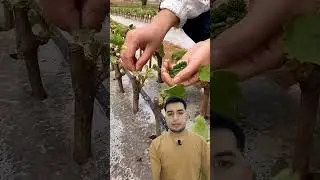 SEMBRAR UVA #shortvideos #elgatitosabio #viralvideo