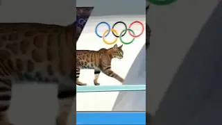 Cat Ka Olympic Record! 🏆🐱🥇