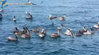 3 Species of Dolphin and Gray Whales - Dolphin Dave's Diaries: April 6, 2017