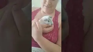 Quincy the guinea pig