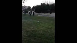P&eacute;tard bison 6
