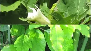7 common wild plants from Southern California to avoid while outside (toxic, sting)