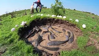 Wow Top Video! Skills fisherman catch a lot of fish and pick eggs in field in a pool by lucky hand