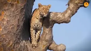 Pumzika Classic Safari Camp en Serengeti - Ratpanat