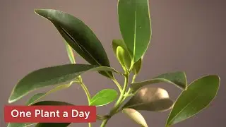 Clusia lanceolata Houseplant Care &mdash; 286 of 365