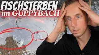 UMWELTKASTASTROPHE am GUPPYBACH! Alle Fische sterben!