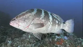 Facts: The Nassau Grouper