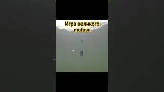 Игра великого воблера lucky craft malas под водой.
