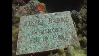 Cod Hole & Coral Sea Australia