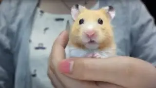 Pikachu Hamster Eating in Hand