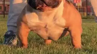 &pound;1,000,000 Dog! MUSCLETONEBULLYS NEMESIS (THE WORLDS MOST EXTREME AMERICAN BULLY)