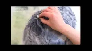 Tierportrait in Pastell: Making of Smilla &hearts; | Teil 2 |