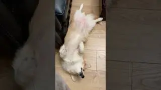 Тебе удобно?🤣Are you comfortable? #corgifun #corgi #коржики
