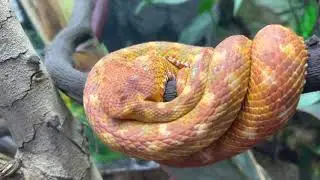 Miami zoo 2021 #florida#miami....