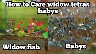 How to Care widow tetras fish babys easy way //Widow fish ka babys ko kaysa care koru