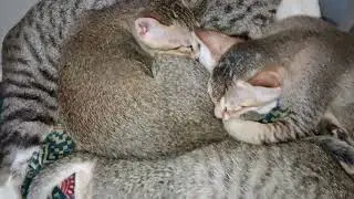 #cats did they get seduced with milk? Just milk?