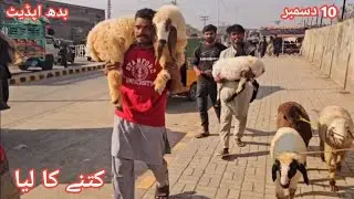 Wednesday Updates | Kitne Ka Liya | Desi Bakra | Mundra Chatra | Sindhi Bakra 