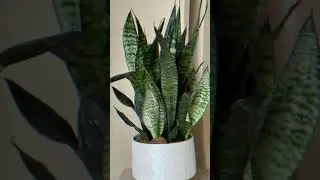 🌿 Snake Plant Benefits | Natural Air Purifier 🏡#snakeplant #indoorplants #houseplants #shorts