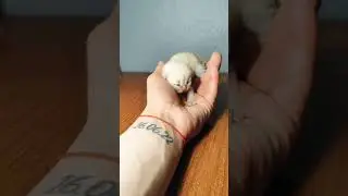 Mother Cat's Pure Love for Her Kitten 💕 So Heartwarming!Hashtag: #CatMomLove #cat #kittenlove