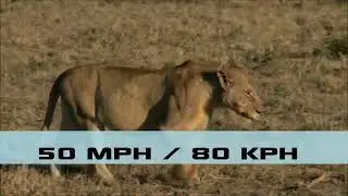 Top 10 Fastest Animals in the World: The Swiftest Runners in the Animal Kingdom &ndash; FreeSchool