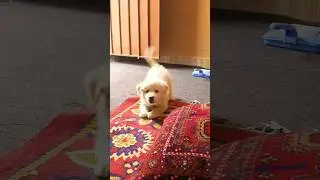 Why is JADE behaving like this? Experts please guide me to understand it.#puppy #puppies #dog #jade
