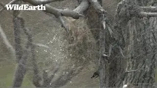 Nest of Newborn Spiders