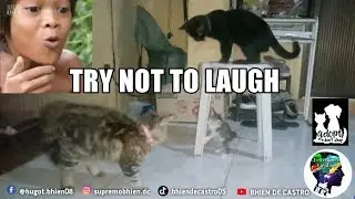 Funny Vines Cats Pusang Pinoy Compilation | Bhien De Castro