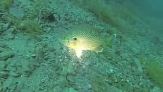 Shallow Divers Episode 1 Movie