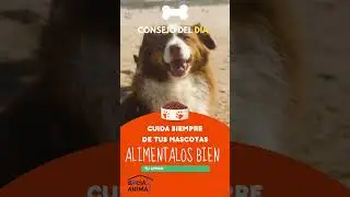 &iquest;NO sabes que darle? #perros #consejos #mascotas #amoranimal #pienso #perritos  #perro #canino