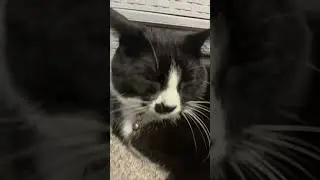 #cat #cutecat #prettycat #prettyfunny #anmals #cute #kitten #kitty #meow #funny #pets #animals #love