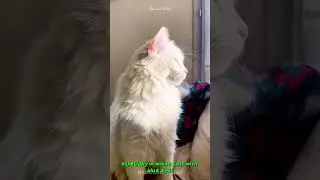Discover the Majestic Turkish Angora Cat #shorts  #buzzbilt