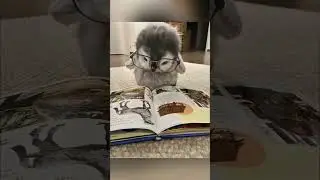 baby penguin as a student 😂🤣 / Minhal copycat 💐 #penguin #cutenessoverload #animalshorts #cute