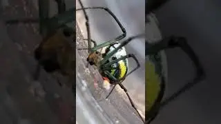 SMILEY FACE ORCHARD SPIDER CLIMBS OUT #Smilingorchardspiderclimbsout #Spidervideos