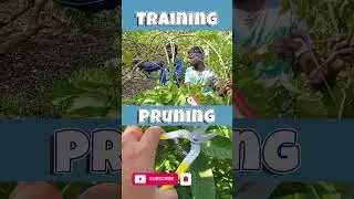 Training vs Pruning #agriculture #training #pruning