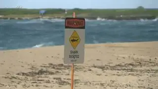 Pipeline surfer who appeared in 'Blue Crush' killed in shark attack in Hawaii, officials say