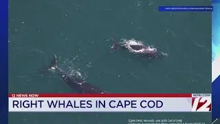 New right whale calf spotted in Cape Cod Bay