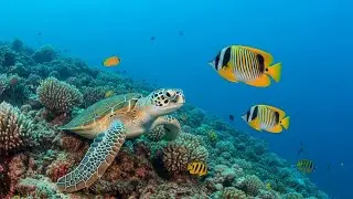 Gentle Underwater Sounds with Healing Night Vibes for Inner Peace