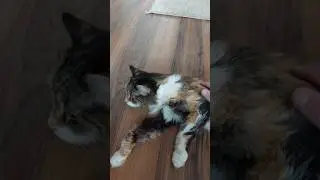КОШКА ВЕРНУЛАСЬ ДОМОЙ / МЯУРИЦИО СНОВА ДОМА #vlog #travel #live #cat #приколы